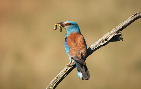 Rekordszámú fióka nevelkedik egy szalakótafészekben