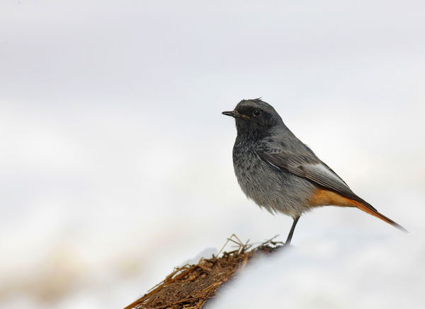 Az elsők már itt vannak – házi rozsdafarkú