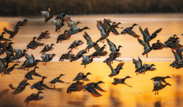 Vízimadarak népesítették be a Nagy-Zsombékot