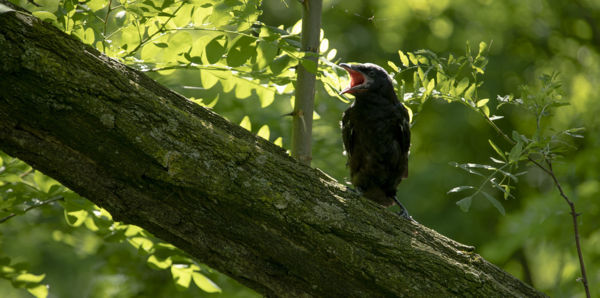 Lelkes önkéntesek, új otthonok vércsecsaládok számára, és megannyi gyönyörű természetfotó