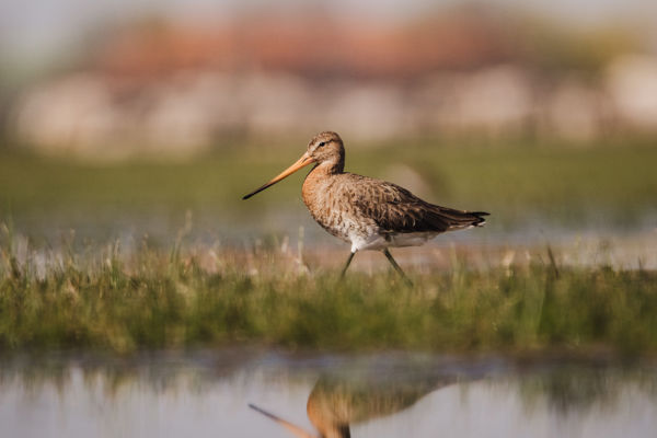Megérkeztek az első nagy godák a kardoskúti Fehér-tóhoz