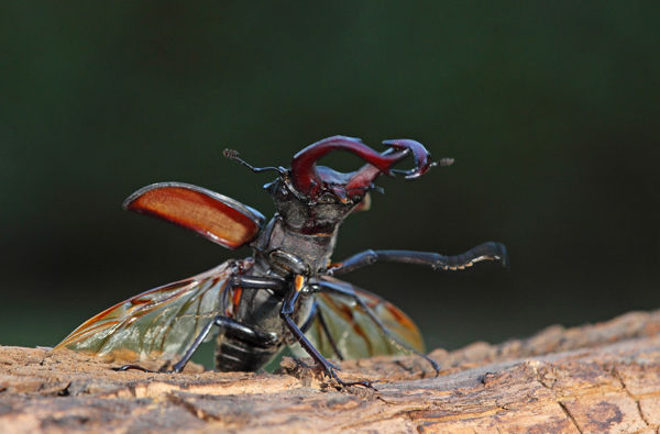 Felmérték a Nagykanizsa környéki erdők szaproxilofág bogarait