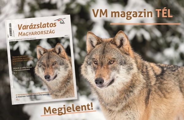 Eljött a farkasok ideje… a VM magazinban!