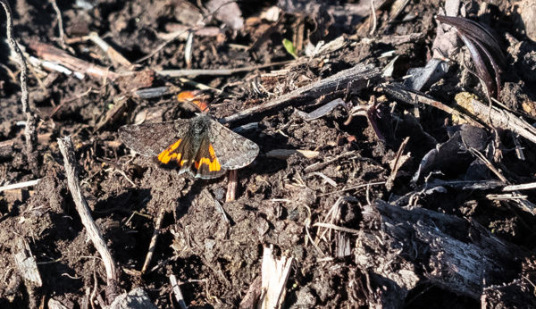 A tavasz közeledtét jelzi a kis tavasziaraszoló