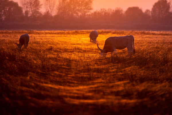 Úszik a szélben az ökörnyál, utaznak a fiatal pókok