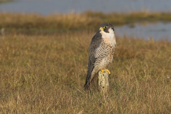 Sikeres vándorsólyom költés Szekszárdon