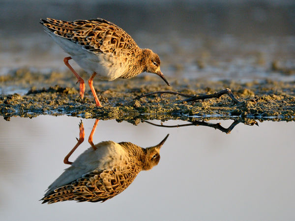 Pajzsoscankók sokszínű csapatai vonulnak a pusztákon