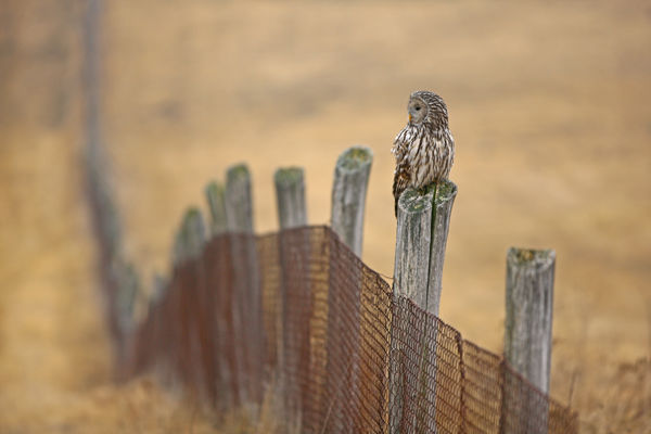 Újra felbukkant az uráli bagoly Biharugrán, a Janka-laknál