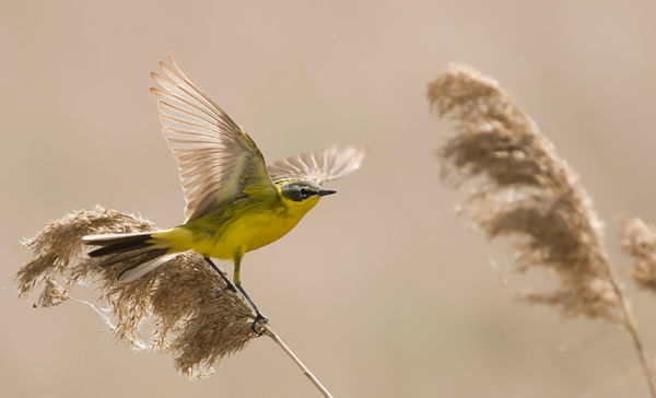 A Csanádi pusztákon tojásrakáshoz készülődnek a sárga billegetők