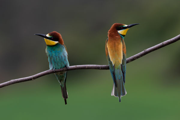 Elmentek a gólyák, gyülekeznek a fecskék és a gyurgyalagok