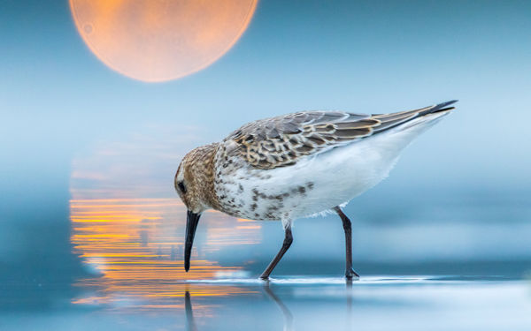Megszülettek a VM júliusi fotópályázatának eredményei