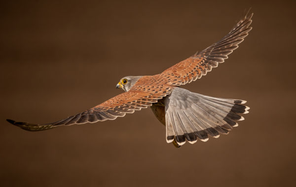 Vörös vércsék vadásznak a Fehér-tó környéki gyepeken