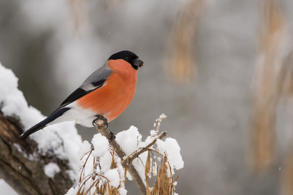 Tömegesen érkeznek a süvöltők a Maros-ártérbe