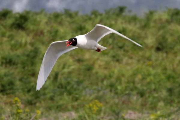 Újra költenek szerecsensirályok a Kis-Sárréten