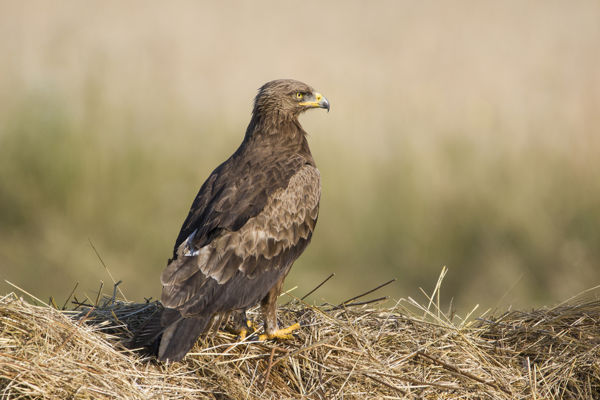 Békászó sas sikeres költése Somogyban