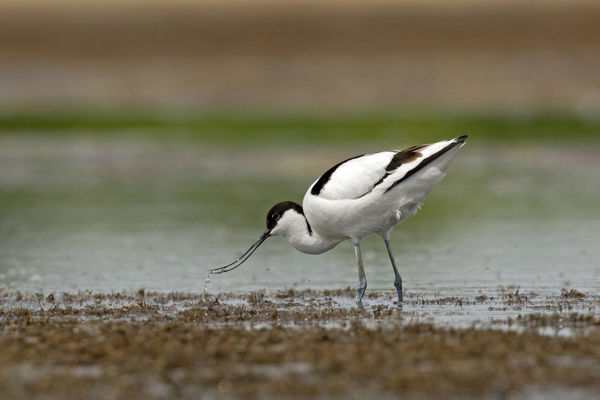 Mauritániában pusztult el a Bába-széken jeladózott gulipán