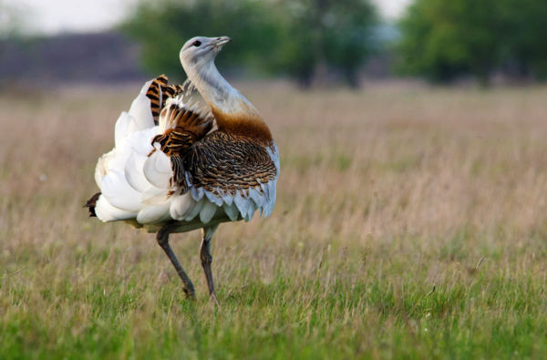 A nagy vándor – Hosszú utat tett meg egy kóborló túzokkakas