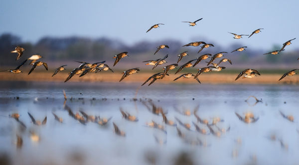 Száradnak a kisvizek, kóborolnak a partimadarak