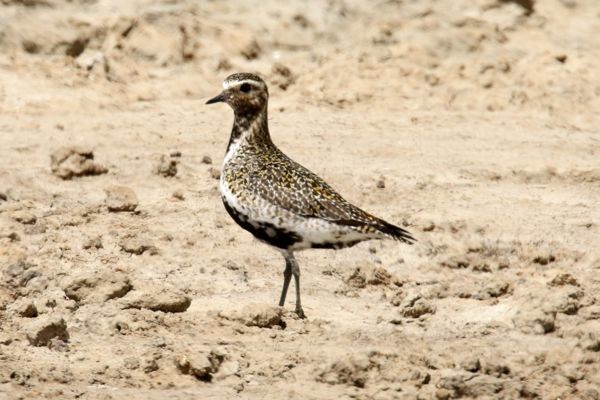 Aranylilék népes csapatai a Nagy-Zsombékon