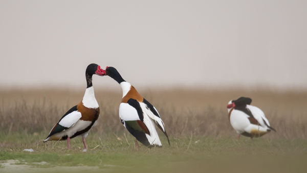 Bütykös ásóludak vendégeskedtek a kardoskúti Fehér-tavon