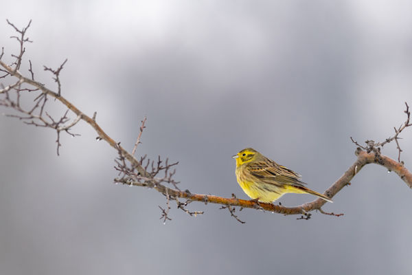 Ismerjük meg a citromsármányt!