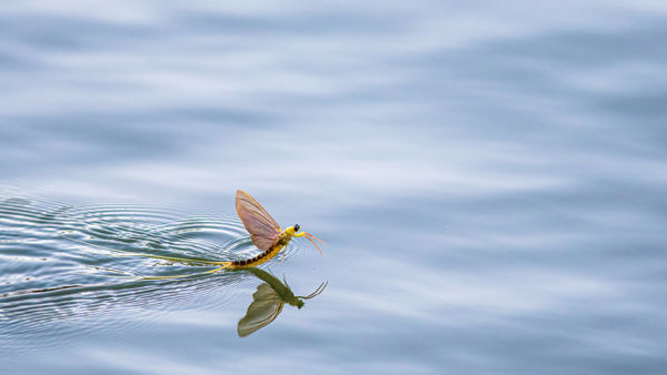 A Maroson erős, a Körösökön gyengébb volt a tiszavirágzás