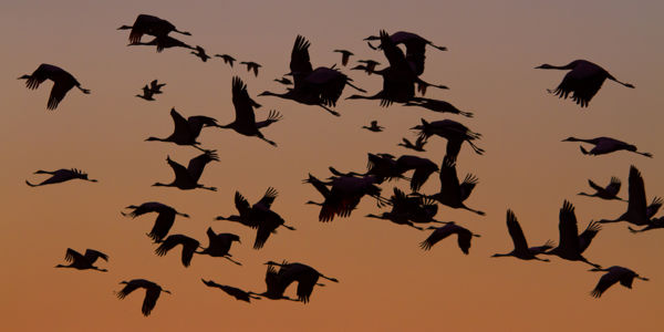 Kóborló darvak a kardoskúti Fehér-tó körül
