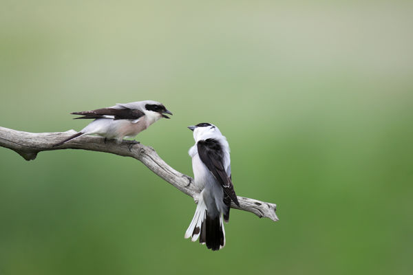 Az első kis őrgébics fiókák már július elején kirepültek