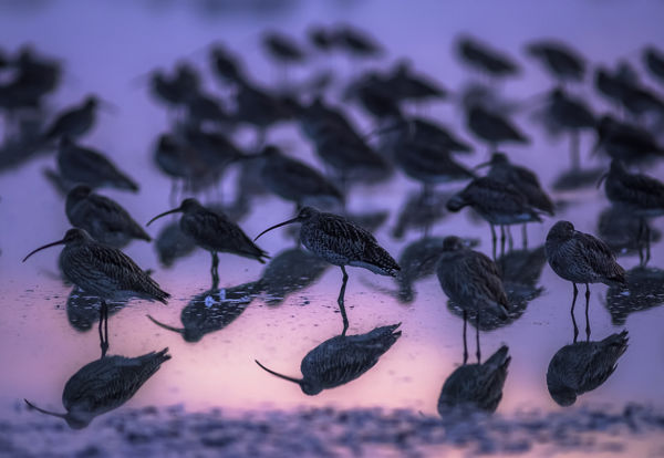 Januárban is népes partimadár-csapatok mozognak a kardoskúti Fehér-tónál