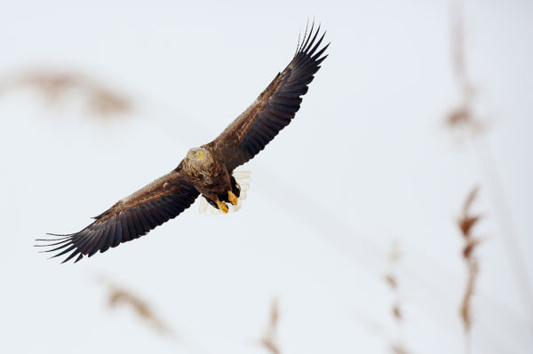 A rétisasok már szorgalmasan tatarozzák fészkeiket