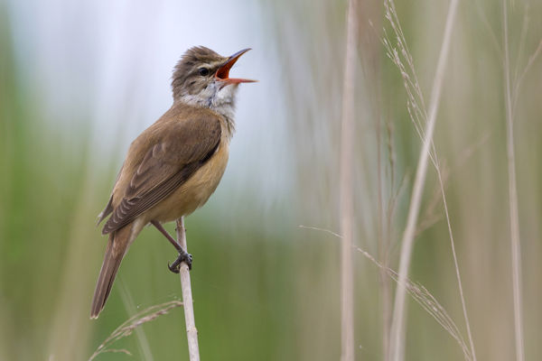 Vízparti nádasok dalnoka: a nádirigó