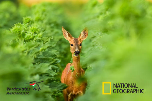 UNESCO és NATIONAL GEOGRAPHIC: új kategóriák a Varázslatos Magyarország természetfotó pályázatán
