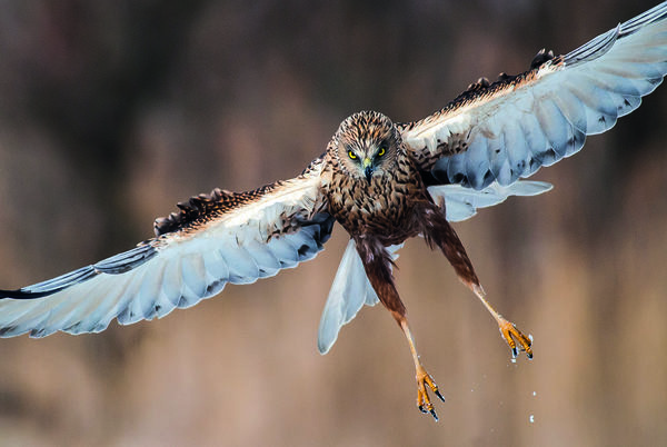 Rétihéják sokasága vadászik a Csanádi pusztákon