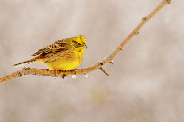 Citromsármányok látványos csapatai a Maros-menti erdőkben