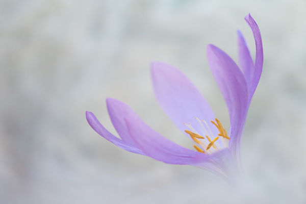 Még láthatunk virágzó homoki kikericseket a bugaci pusztán