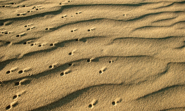 Kalandozások nemzeti parkjainkban – Kiskunsági Nemzeti Park