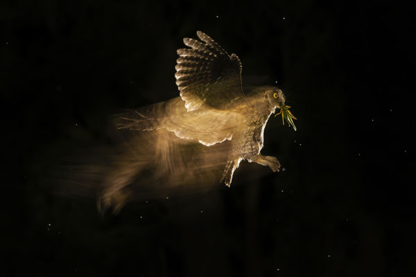 Érdekesség: füleskuvik költött egy vércseládában