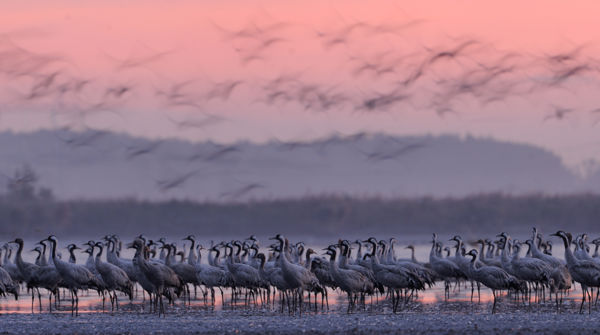 Ne zavarjuk az éjszakázó darvakat!