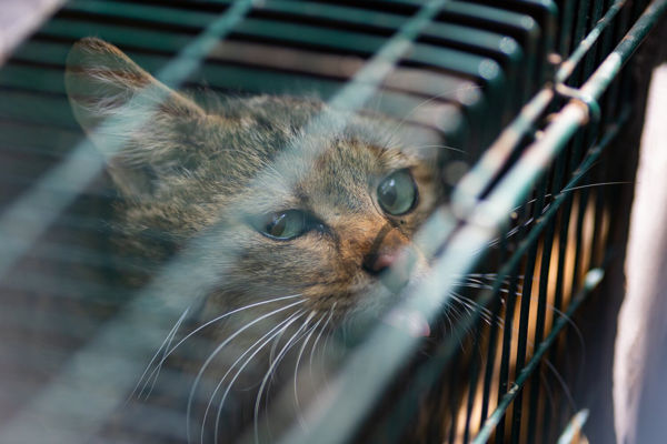 Újra szabadok lehetnek a vadmacskák