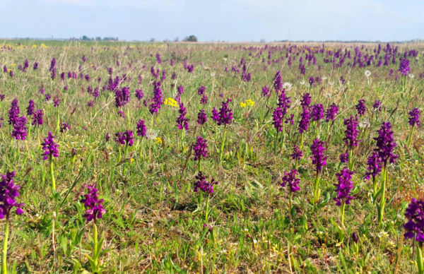 A csapadékosabb tavasz kedvez az orchideáknak