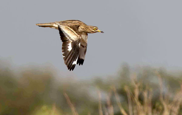 Erre még nem volt példa: Dévaványán harmadszor is költésbe kezdett egy ugartyúk!