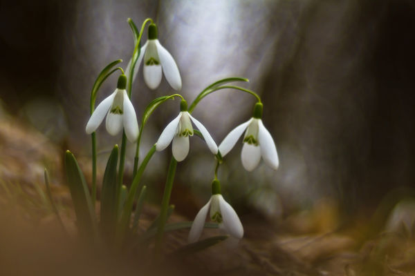 Virágzik a hóvirág Gemencben