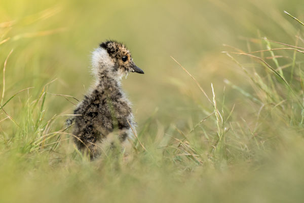 Idén a szokásosnál jóval több bíbic költ a Kis-Sárréten