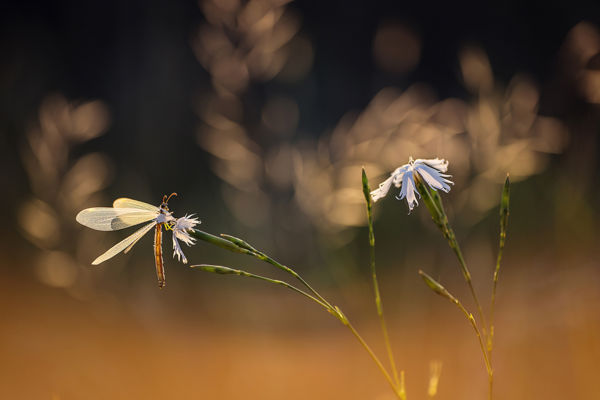 Kalandozások nemzeti parkjainkban – Kiskunsági Nemzeti Park III.