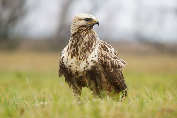 Ha nincsenek pockok, nem jönnek a gatyás ölyvek sem