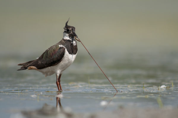Bóbitás madarak a vetéseken