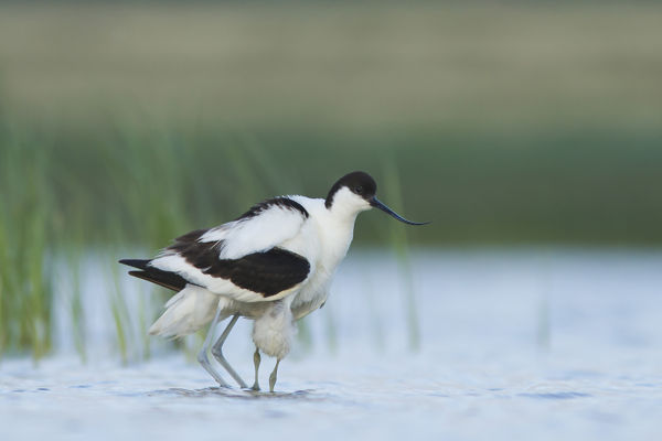 Szárnyra keltek a partimadarak fiókái