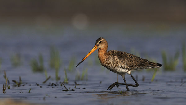 Finn nagy godák a Bükkalján
