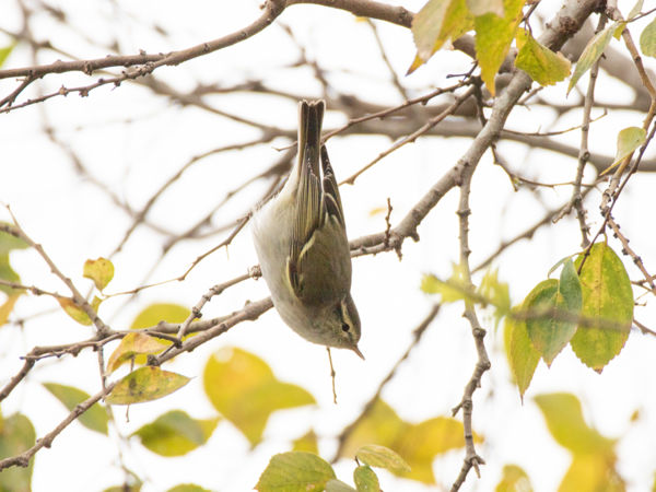 Ritka madárvendég a Dávodi Földvári-tó Természetvédelmi Területen