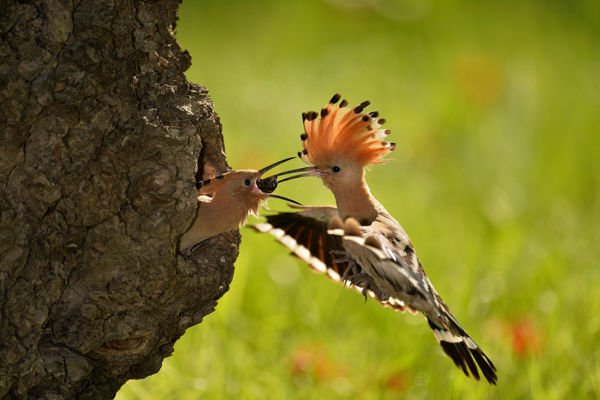 A Dél-Alföldön szépen szaporodtak a búbosbankák